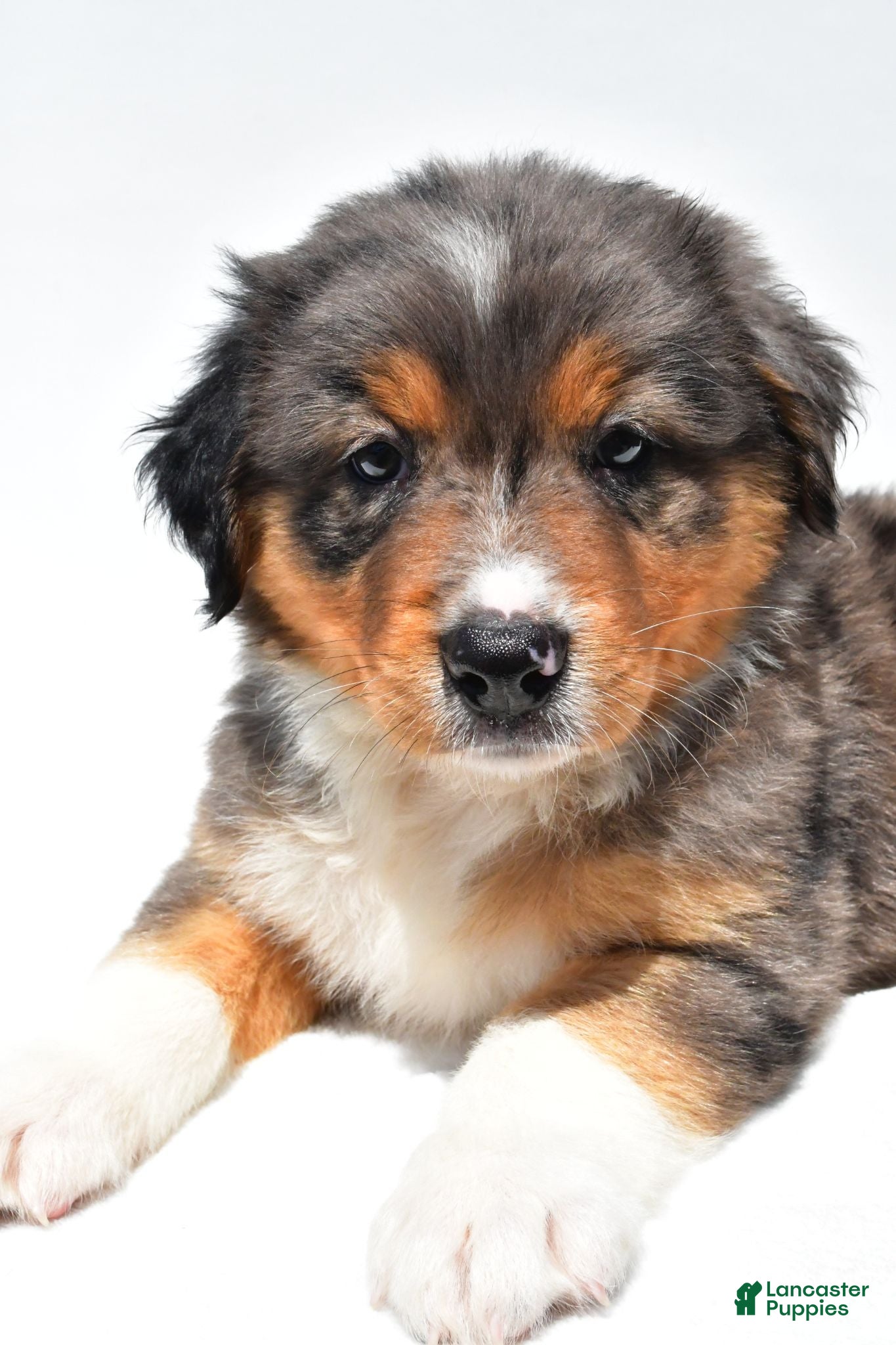 Australian Shepherd dogs Ronnie - Ad 2