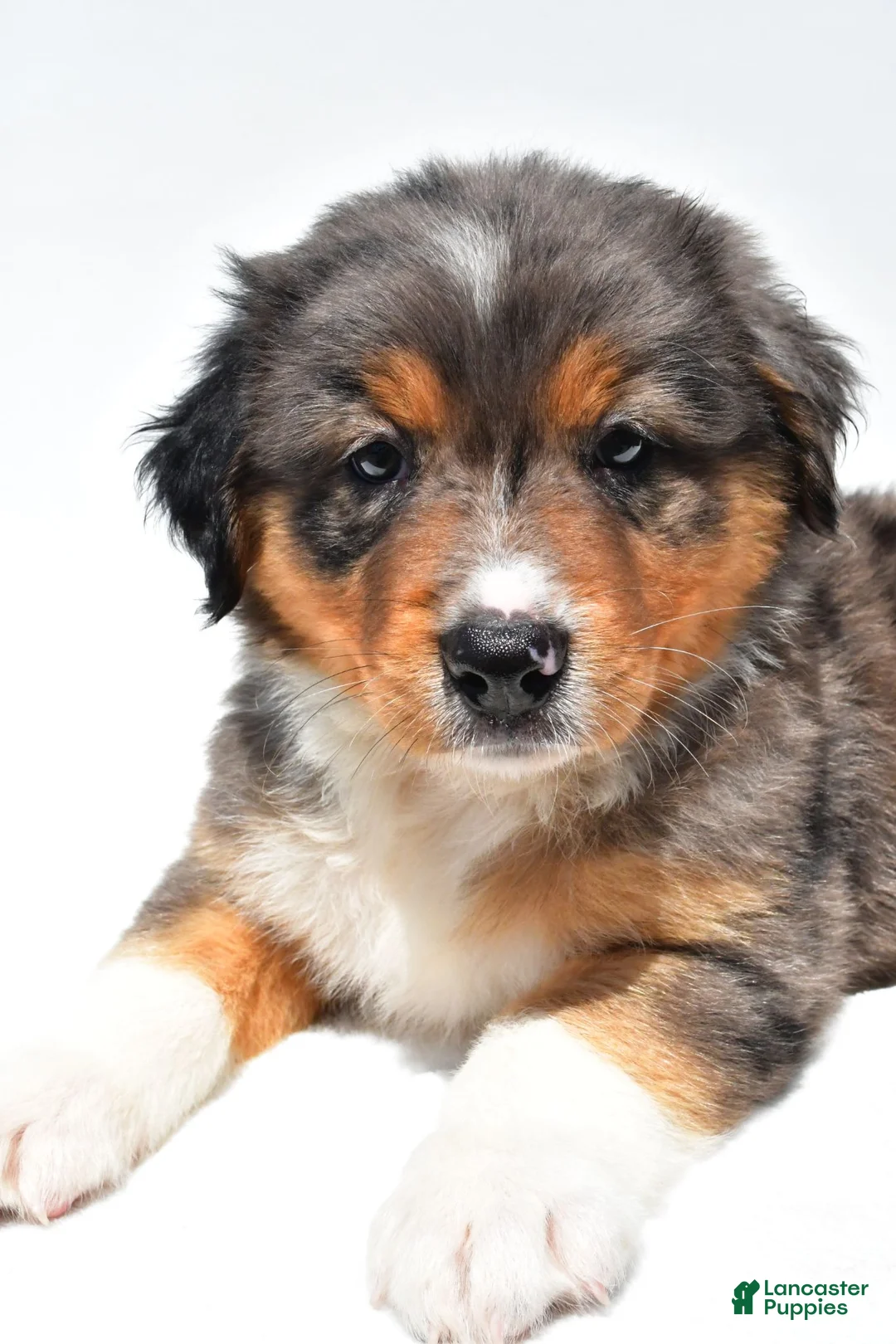 Australian Shepherd dogs for sale: Ronnie - Ad 2
