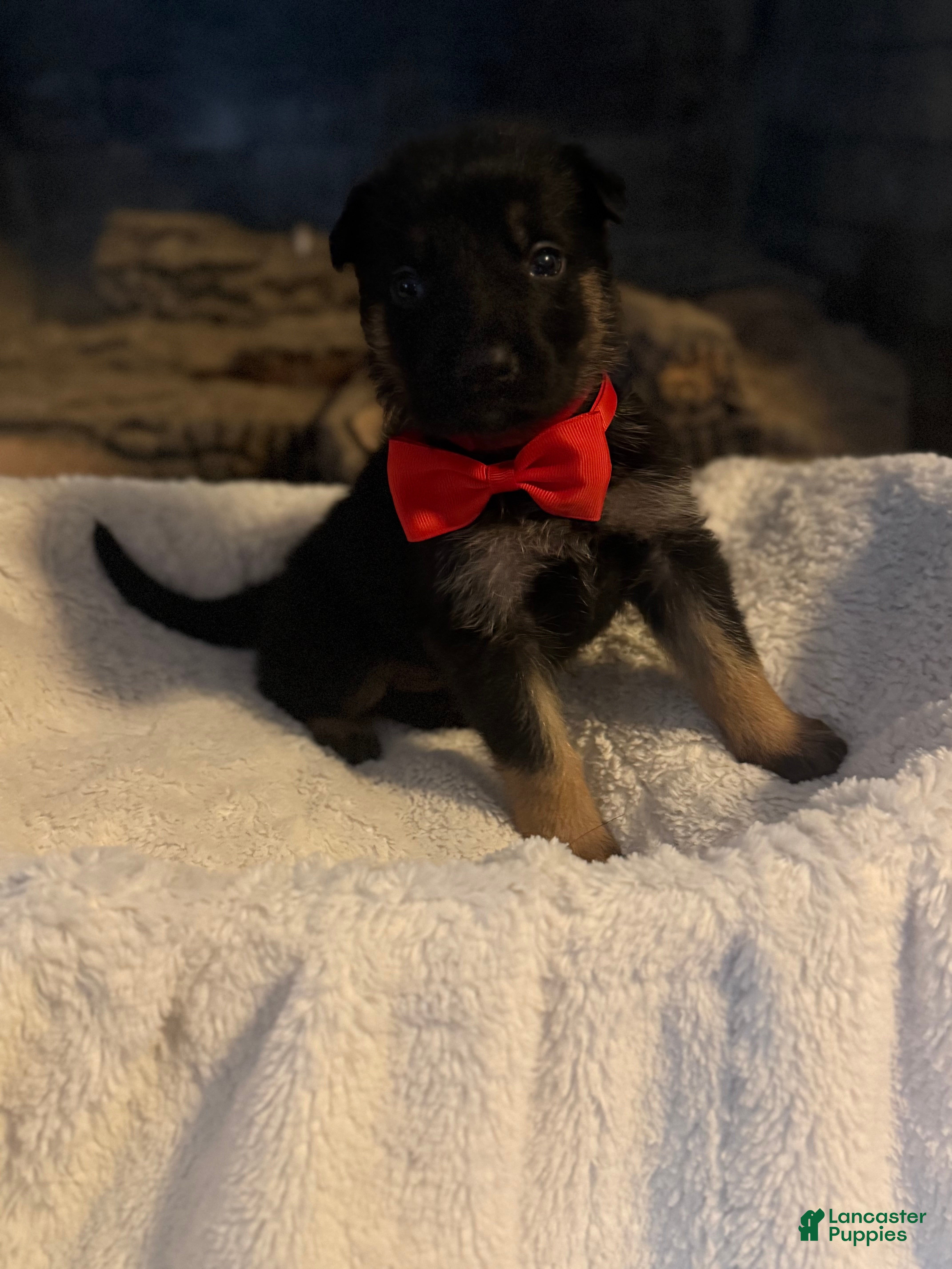 German Shepherd dogs Raptor - Ad 31