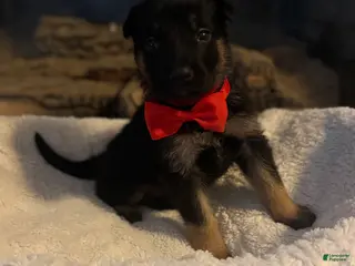 German Shepherd dogs Raptor - Ad 15