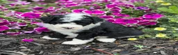 Portuguese Water Dog dogs for sale: Sharkie - Ad 6