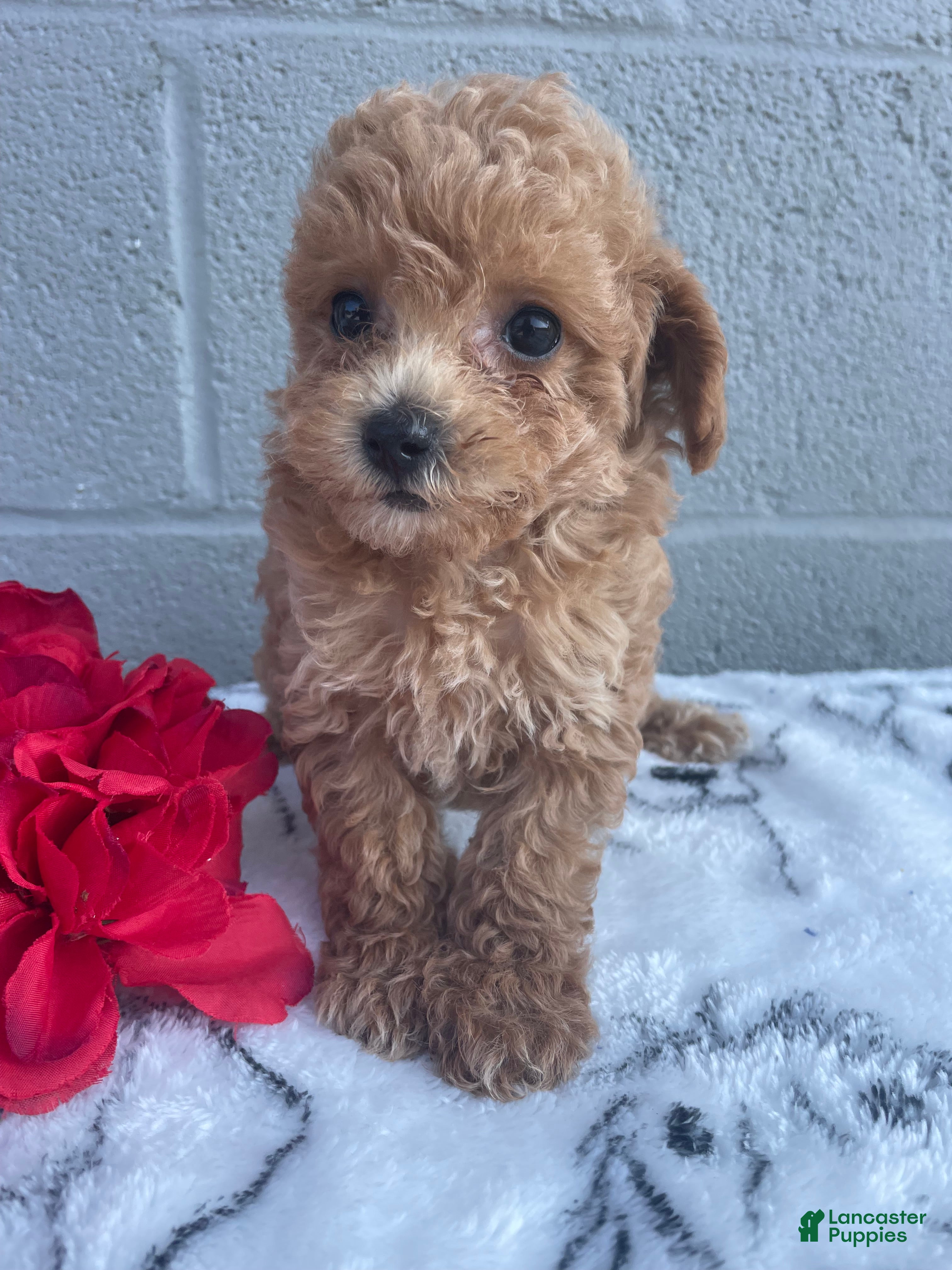 Toy Poodle dogs Blossom - Ad 34