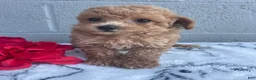 Toy Poodle dogs for sale: Blossom - Ad 1