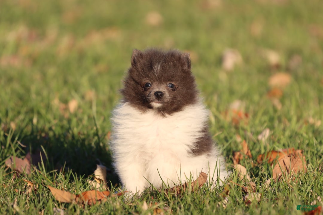 Pomeranian dogs for sale: Jackie Chan - Ad 3