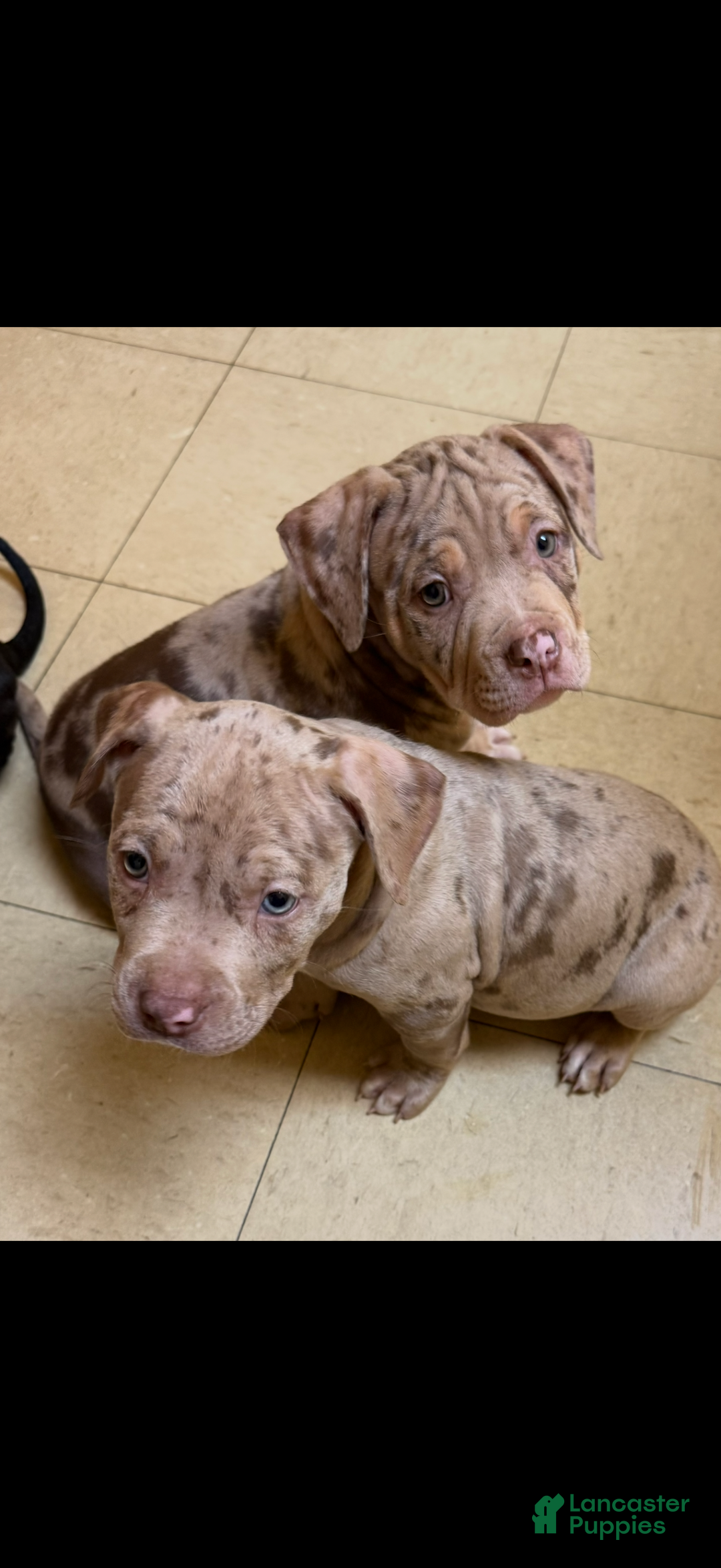 American Bully dogs for sale: King - Ad 8