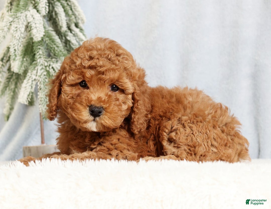 Mini Goldendoodle dogs for sale: Gwen - Ad 7