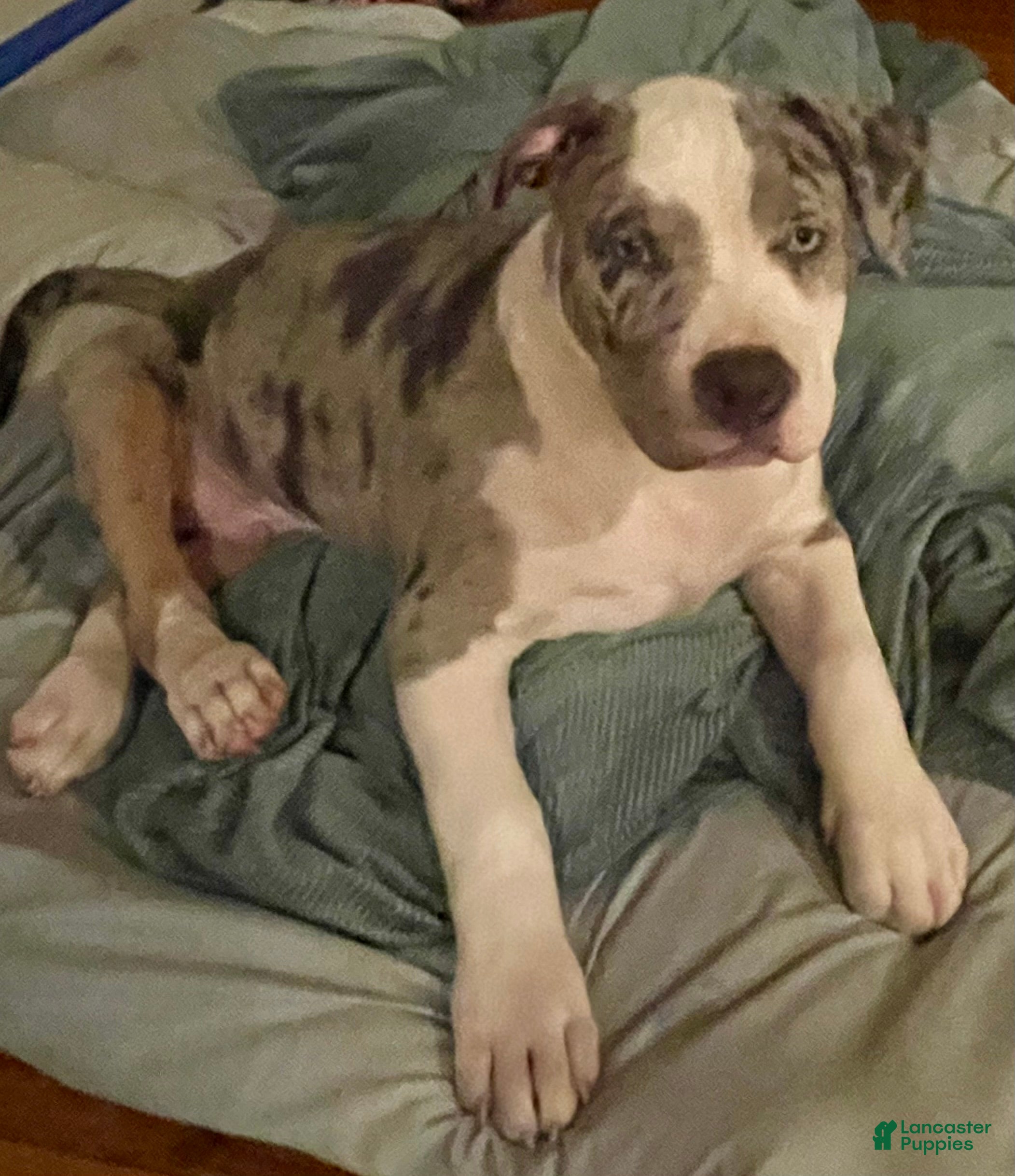 American Bully dogs Scout - Ad 24