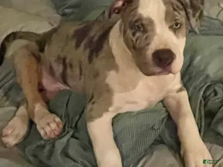 American Bully dogs Scout - Ad 24