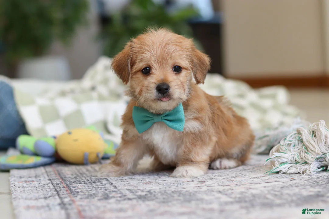 Morkie dogs for sale: Rory - Ad 6