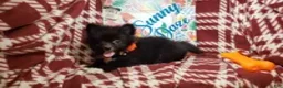 Pomeranian dogs for sale: Luther Lex the Great - Ad 5
