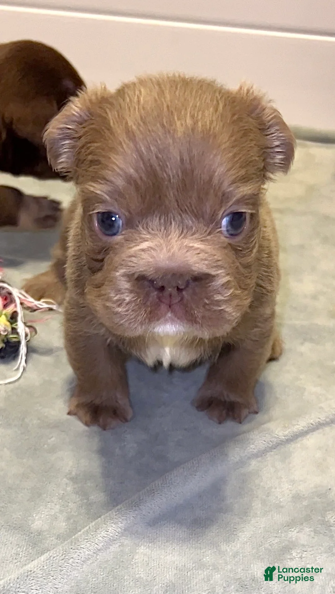 French Bulldog dogs for sale: Truffles Isabella Big Rope Fluffy - Ad 3