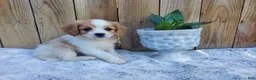 Cavachon dogs for sale: Brownie - Ad 4