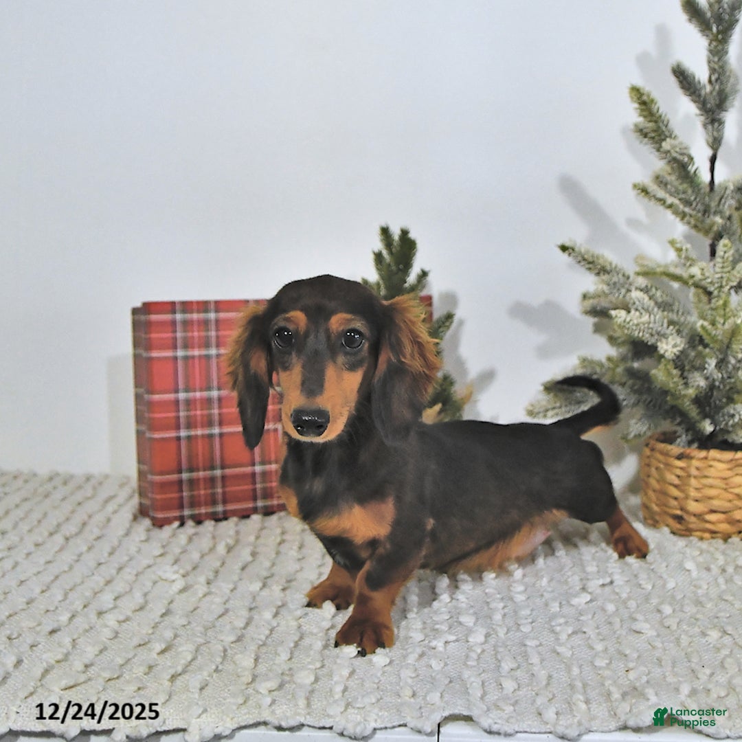 Miniature Dachshund dogs for sale: Randy - Ad 6