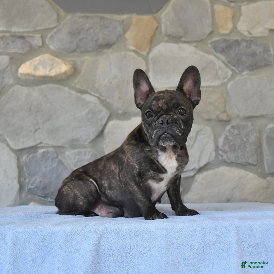 French Bulldog dogs for sale: Zinker - Ad 5