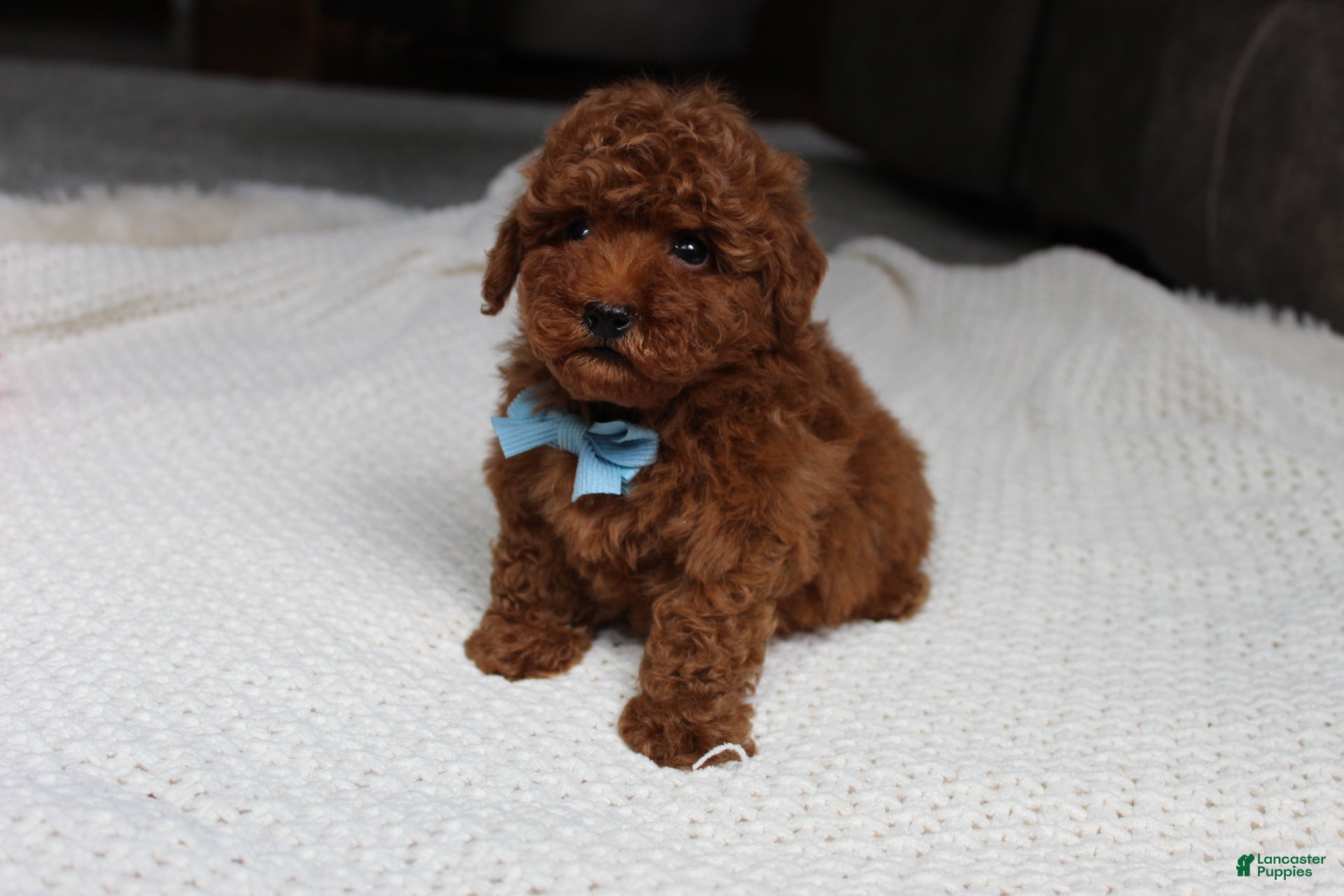 Toy Poodle dogs Tyler - Ad 2