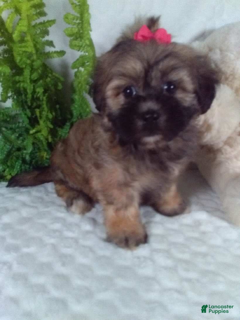 Teddy Bear dogs Callie  - Ad 2
