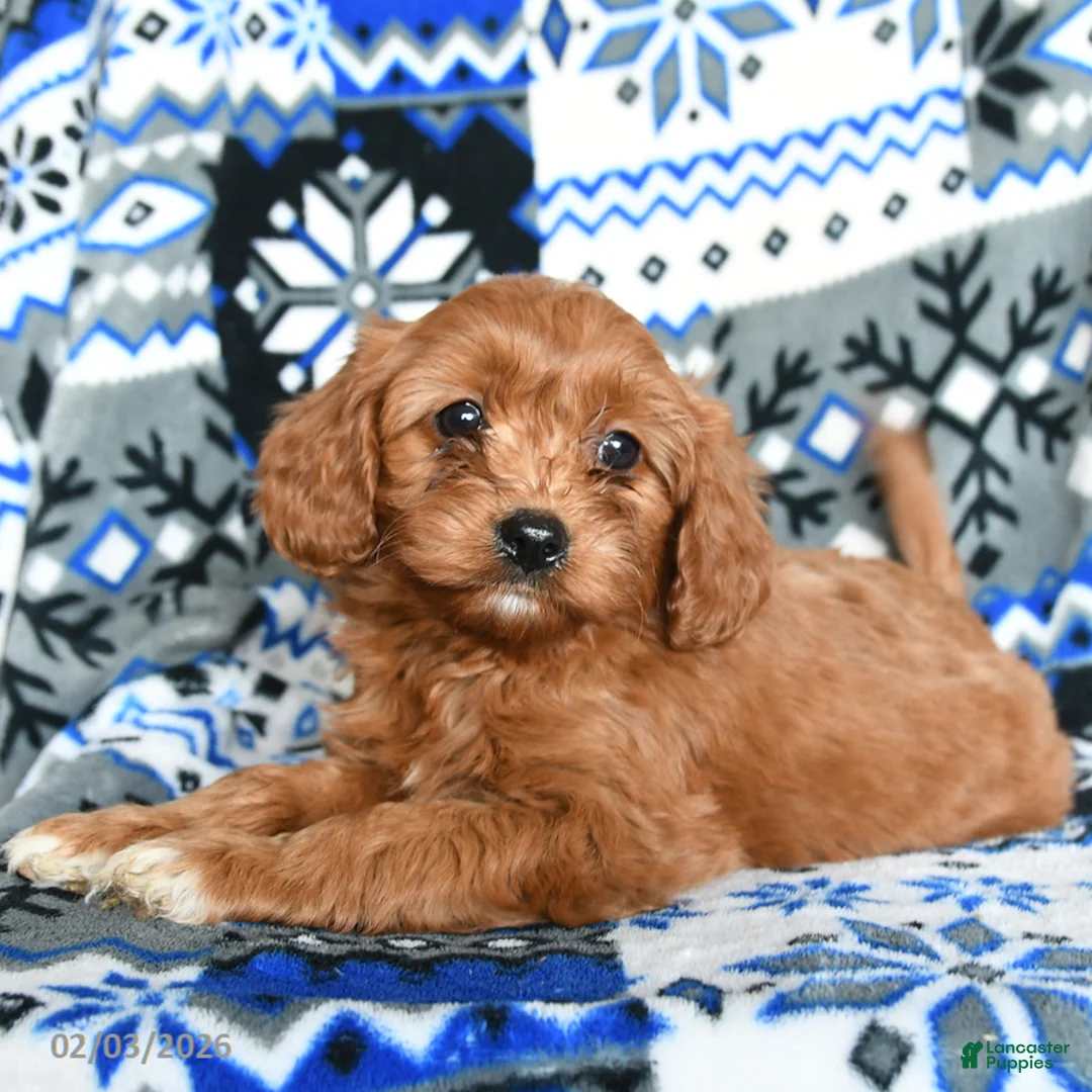 Cavapoo dogs for sale: Teddy - Ad 4