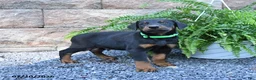 Doberman Pinscher dogs for sale: Pretzel - Ad 4