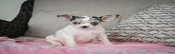 Chihuahua dogs for sale: Bella - Ad 10