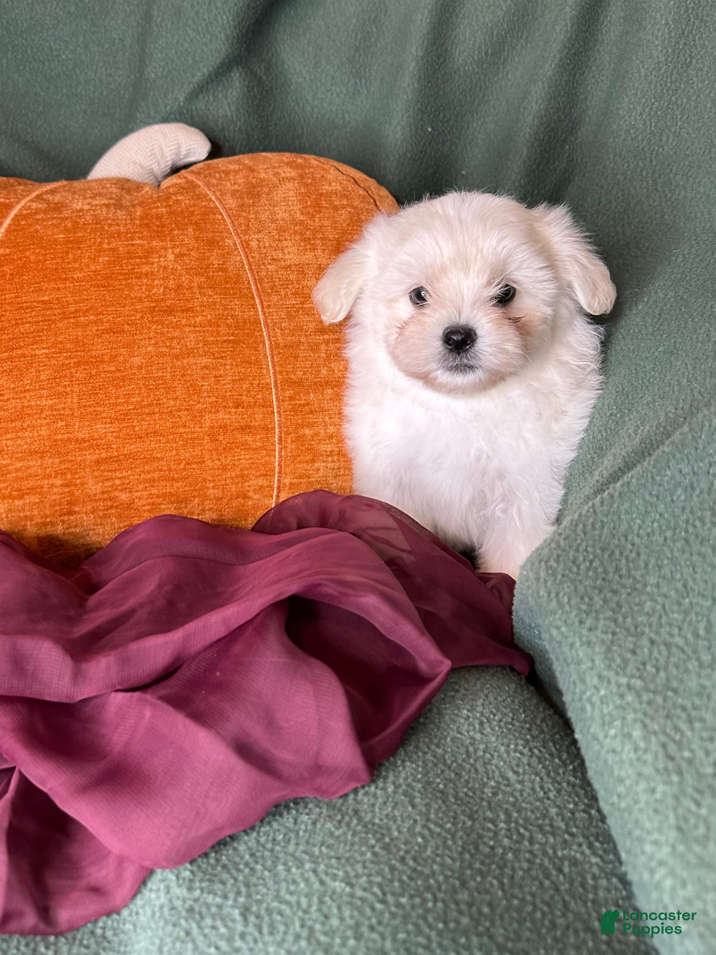 Maltese dogs Honeybun  - Ad 4