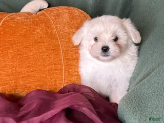 Maltese dogs Honeybun - Ad 2