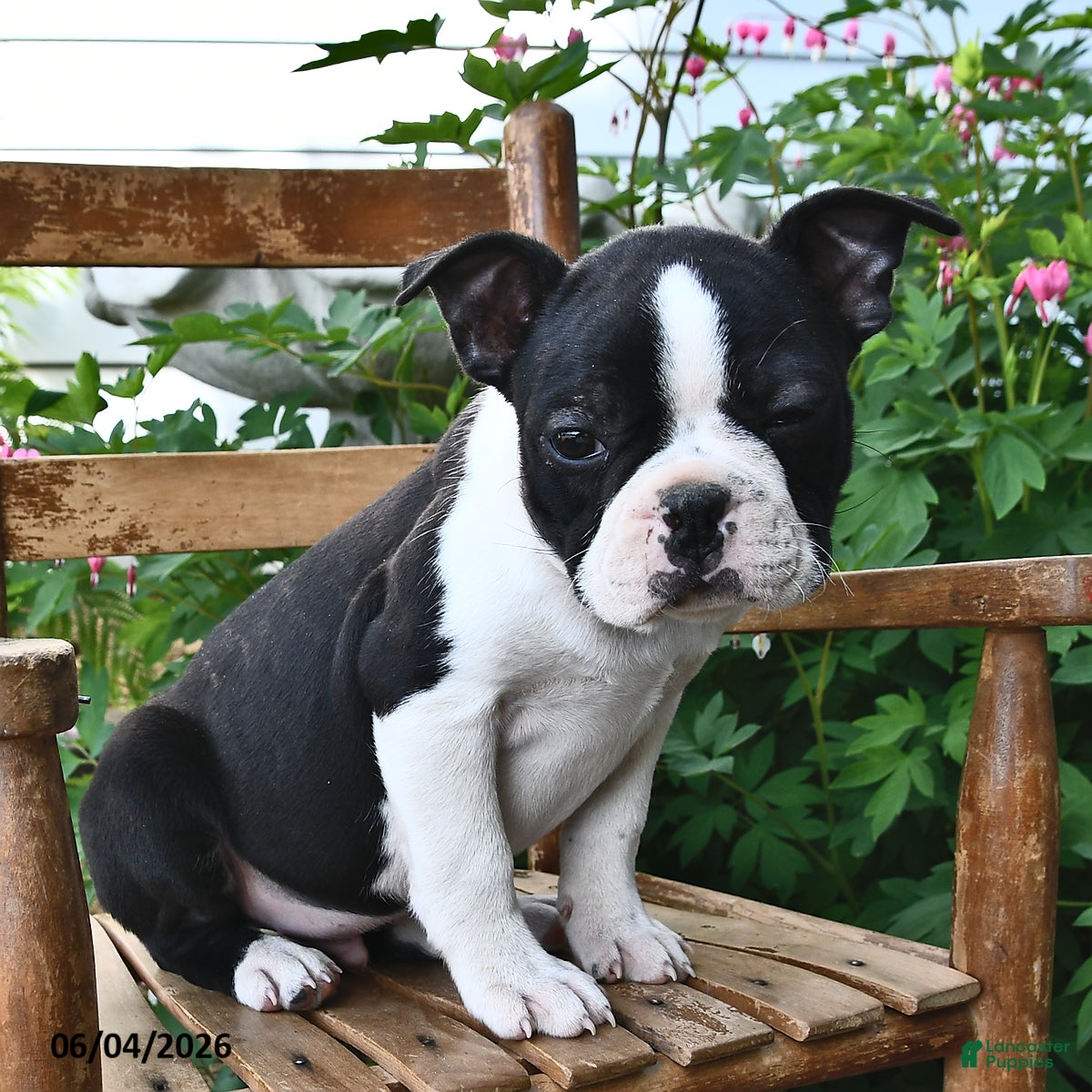 Boston Terrier dogs for sale: Sparkle - Ad 2