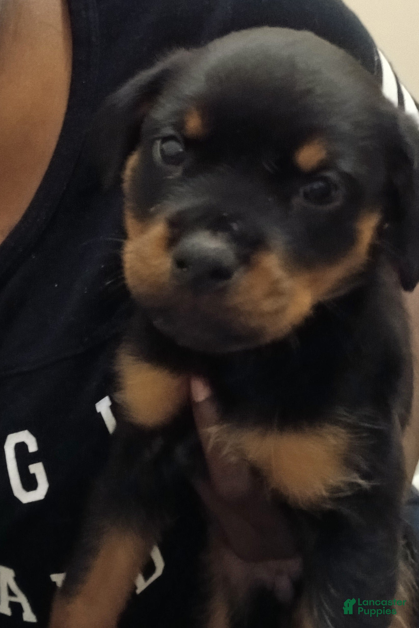 Rottweiler dogs Rottweiler 8 - Ad 24