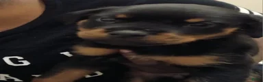 Rottweiler 8