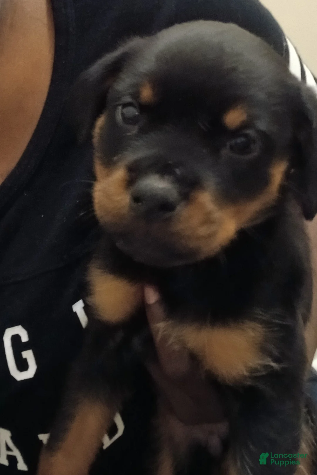 Rottweiler dogs for sale: Rottweiler 8 - Ad 1