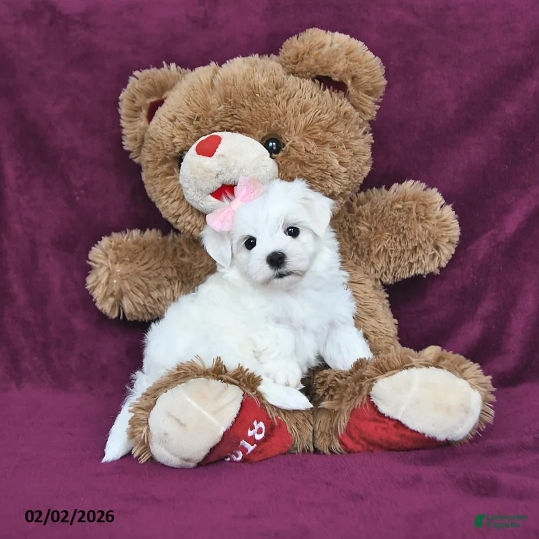 Maltese dogs for sale: Sweetie - Ad 4