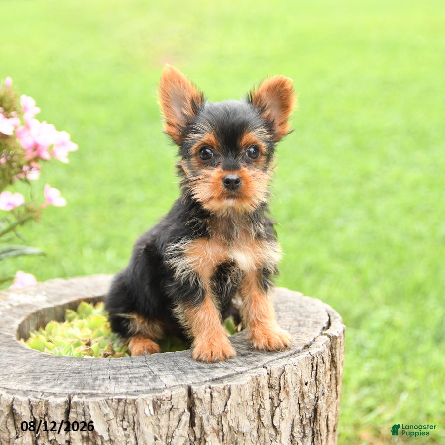 Yorkshire Terrier dogs Asher - Ad 1