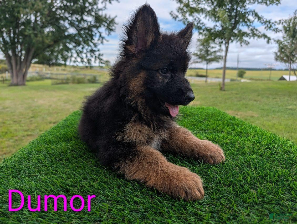 German Shepherd dogs Dumor - Ad 2
