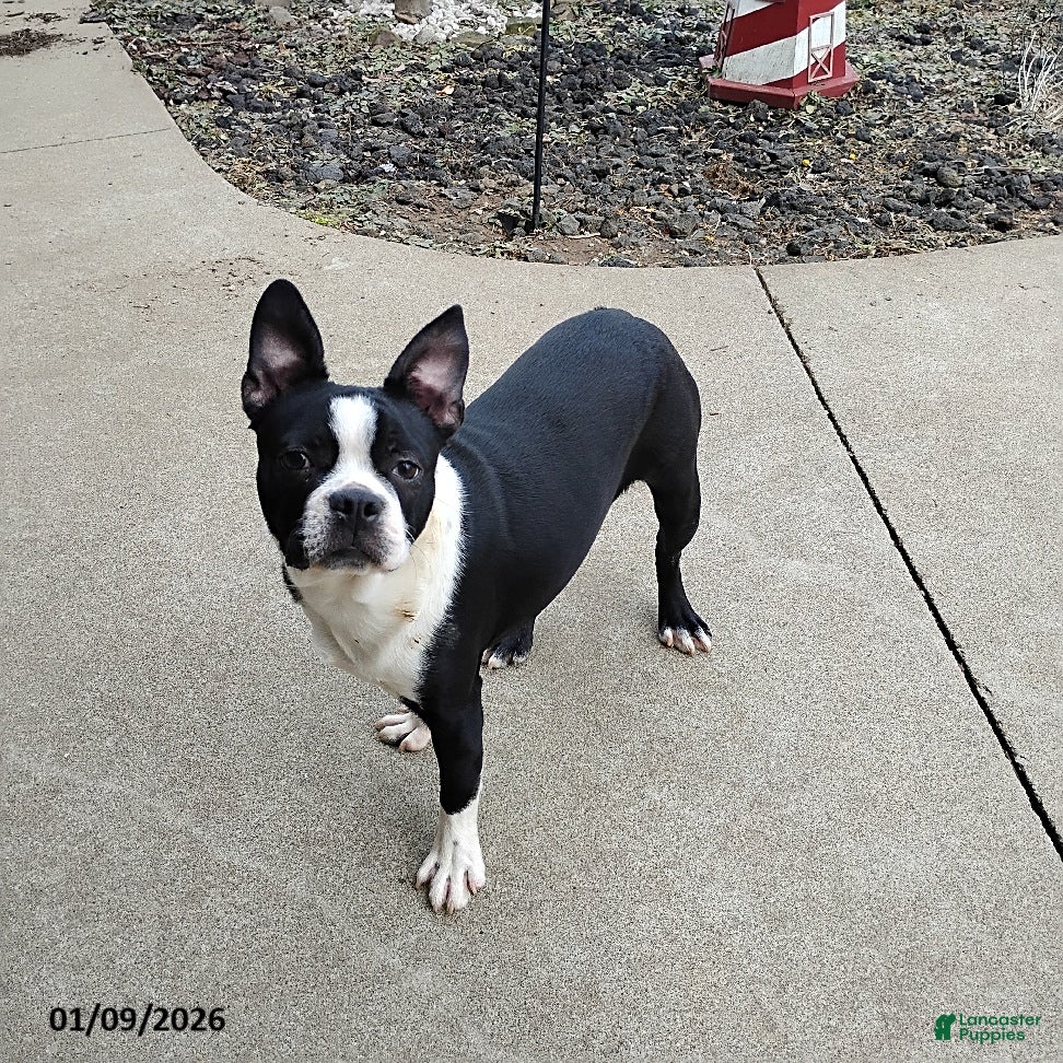 Boston Terrier dogs Roselyn - Ad 2