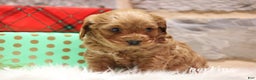 Cavapoo dogs for sale: Perkins - Ad 2