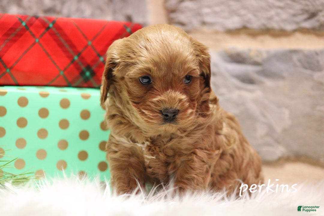 Cavapoo dogs for sale: Perkins - Ad 2