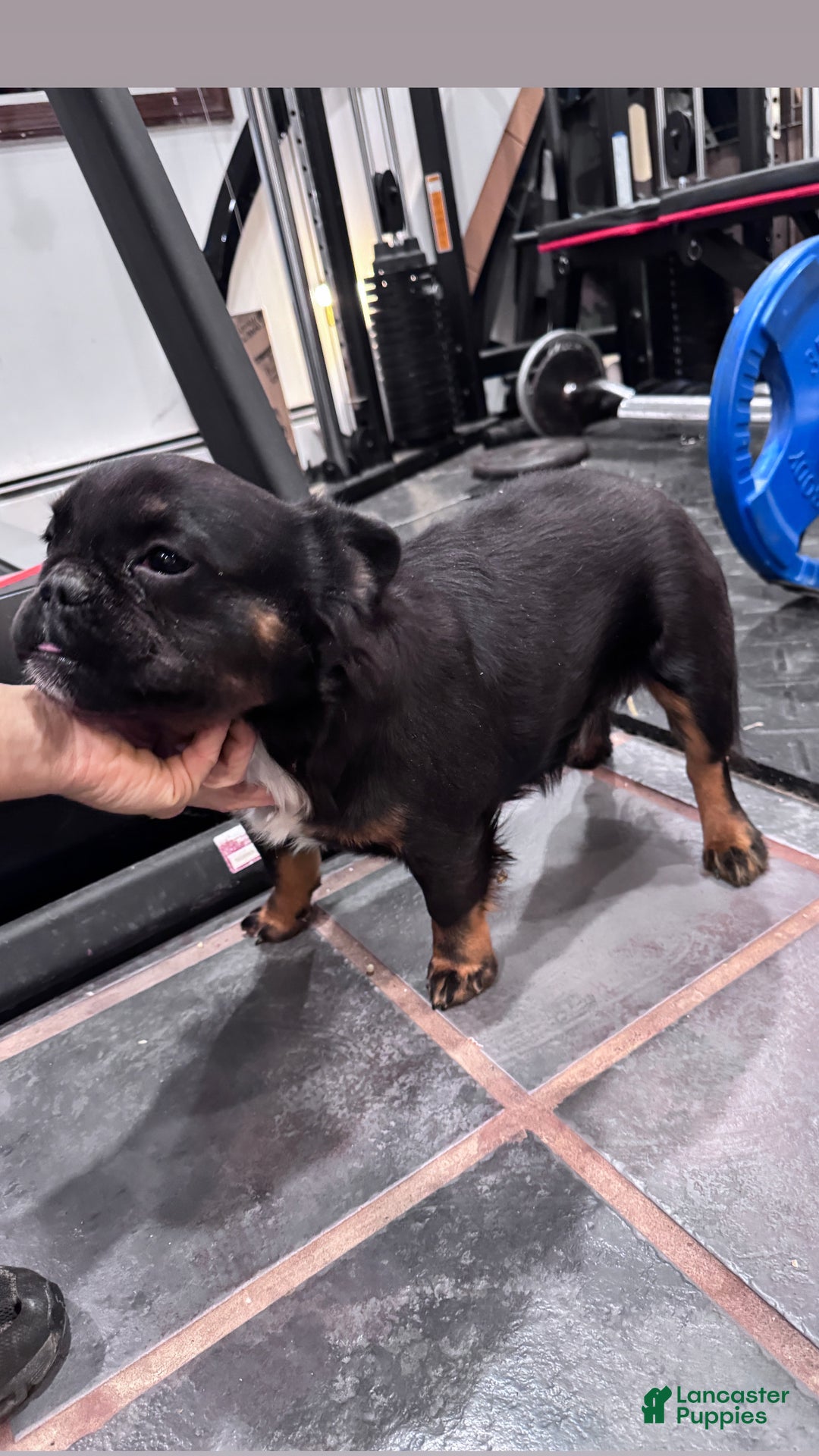 French Bulldog dogs for sale: Gus - Ad 2