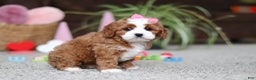 Cavapoo dogs for sale: Lilly - Ad 3