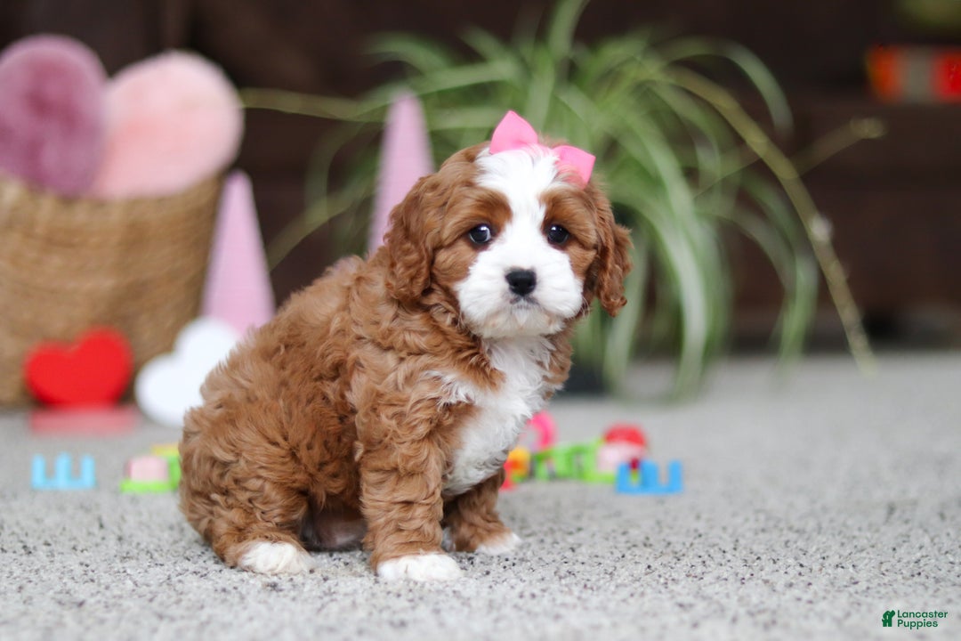 Cavapoo dogs for sale: Lilly - Ad 3