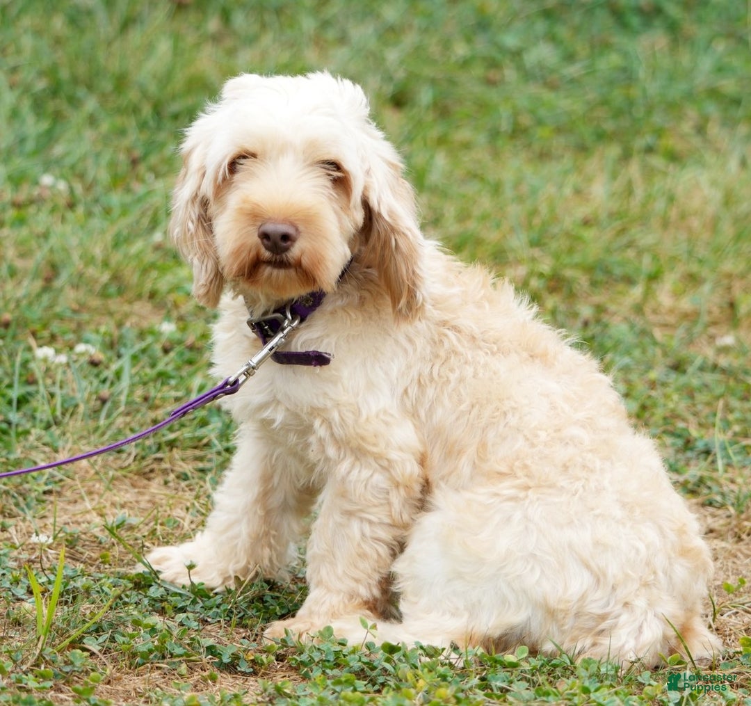 Cockapoo dogs for sale: Rocky - Ad 10