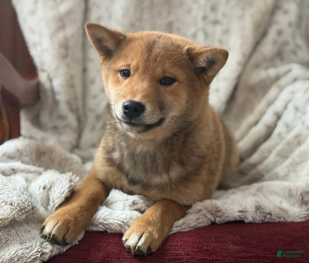 Shiba Inu dogs for sale: Shiba Inu Puppy 1 - Ad 6