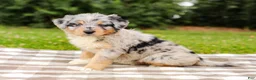 Aussiedoodle dogs for sale: Addie Standard Sized - Ad 5