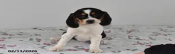 Beagle dogs for sale: Banjo - Ad 2