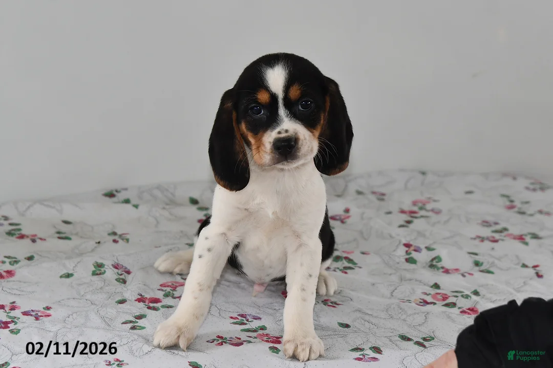 Beagle dogs for sale: Banjo - Ad 2