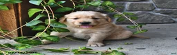 Mixed Breed dogs for sale: Tootsie - Ad 3