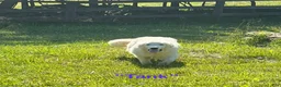 Great Pyrenees dogs for sale: Great Pyrenees 1 - Ad 1