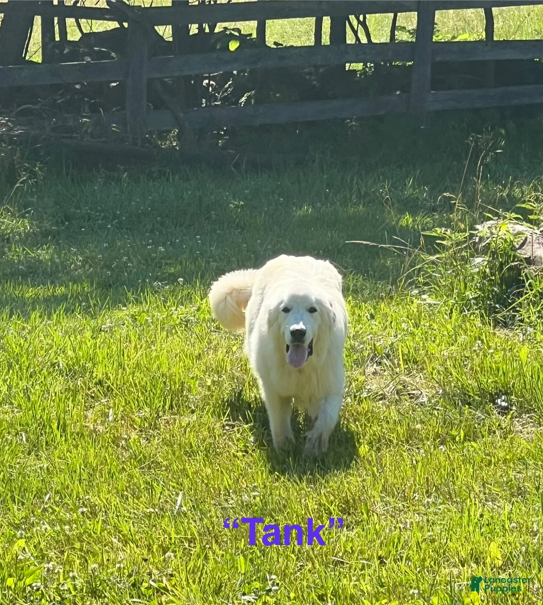 Great Pyrenees dogs for sale: Great Pyrenees 1 - Ad 1