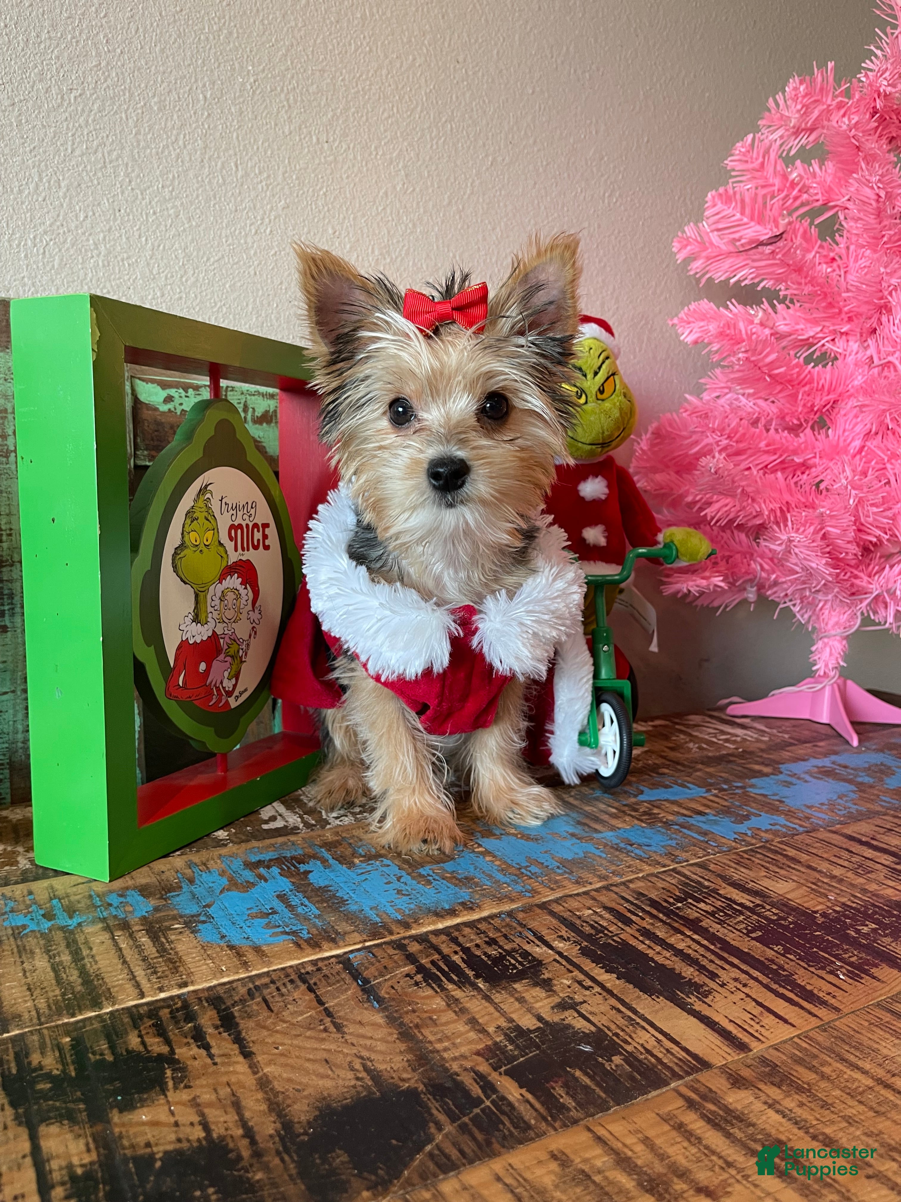 Yorkshire Terrier dogs Meet Lulu - Ad 39