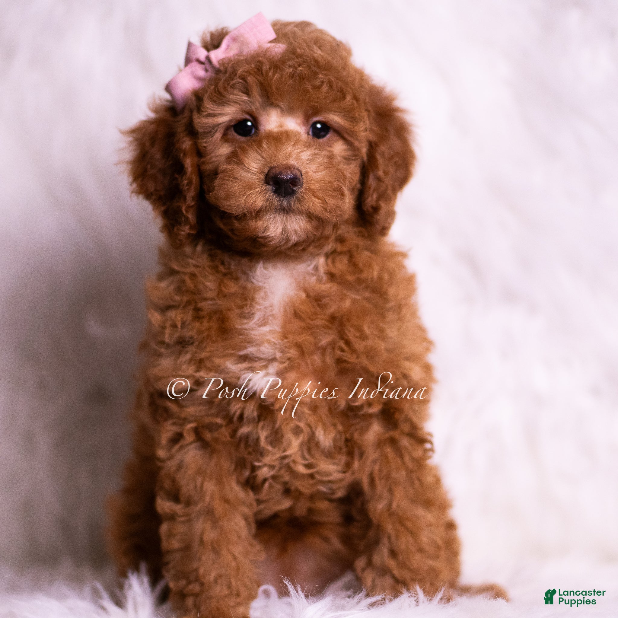 Mini Goldendoodle dogs Glitter - Ad 4