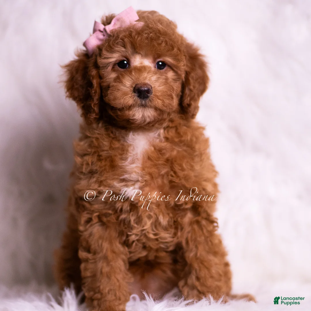 Mini Goldendoodle dogs for sale: Glitter - Ad 1