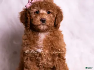 Mini Goldendoodle dogs Glitter - Ad 4